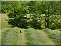 Magpie in the grass