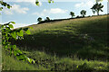 Field above Combe Park