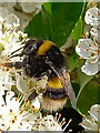 Bumblebee on pyracanthus flowers