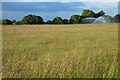 Grassland, Waltham St Lawrence