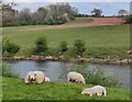 SO7581 : Sheep along the River Severn by Mat Fascione