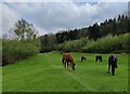 SO7580 : Horses along the Severn Way by Mat Fascione