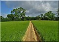 Path east of Tisbury