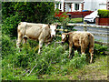 Cattle at a drinking trough, Lisanelly