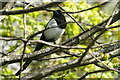 Magpie (Pica pica), Beauchief, Sheffield