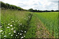 Daisies on the footpath to Williamscot