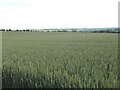 Wheat field looking south