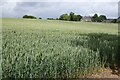 A field of wheat