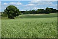 Farmland, Colemore