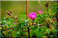 H3567 : Dog rose (Rosa canina) by Kenneth  Allen