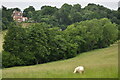 Sheep in field below Chartlands