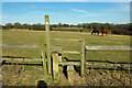 Stile on footpath 331 Charlwood