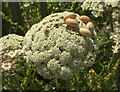 Snails on wild carrot, Leas Foot Sand