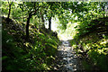 The packhorse road in Coed Felenrhyd in mixed woodland