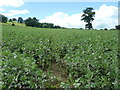 SO4473 : Herefordshire Trail crossing a bean field by Christine Johnstone