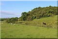 NS4730 : Sheltered grazing under Little Hill by Alan Reid