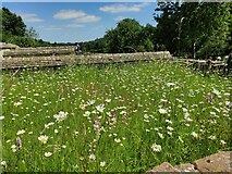 SP0513 : Wild flowers at the Chedworth Roman Villa by Mat Fascione