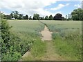 Path across field of wheat at Yoxford