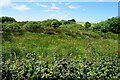 Rough ground with buttercups, Copney