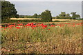 Poppies by Stafford Road, Eccleshall