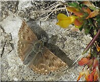 SE7690 : Dingy Skipper by T  Eyre