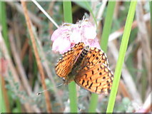 SE7690 : Fritillary by T  Eyre