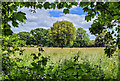 Tree in summer pasture