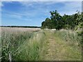 Railway path beside the Blythburgh Marshes