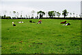 Small herd of cattle, Fernaghandrum