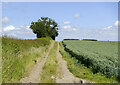 Farm track alongside wheat crop