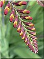 Crocosmia / Montbretia