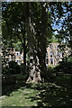 TQ3082 : Plane trees in St George's Gardens by Bob Harvey
