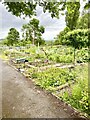 Vegetable Allotment