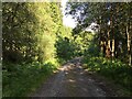 Forestry road near Glenbranter