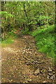 Footpath to Pant-y-rhiw Outdoor Centre