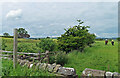 By the River Ribble