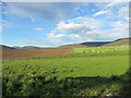 Feeding time for birds and cattle, Braes of Glenlivet