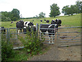 Cows near Crowle