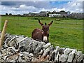 Donkey at Fivewells Farms