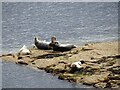 NZ3575 : Basking seals by Robert Graham