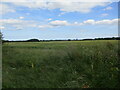 Barley field near Sleights Holt