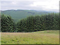 NT2644 : Forestry seen from Middle Hill by Jim Barton