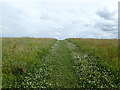 Path through the grassland on Victory Wood