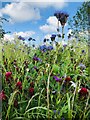 NZ3336 : Wild flowers in arable field, Kelloe by David Robinson