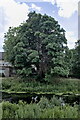 TF1509 : Riverside tree by Bob Harvey
