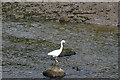 A small egret in Eling Creek