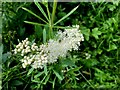 Meadow sweet, Tirwinny