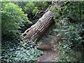 Sloping tree by Mutton Brook, Hampstead Garden Suburb