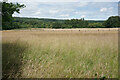 Wild grassland near Newstead & Annesley Country Park