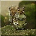 Grey squirrel, Peasholm Park, Scarborough